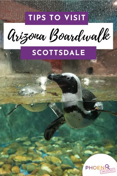 OdySea Aquarium in Scottsdale: 8 tips, things to know before you take kids